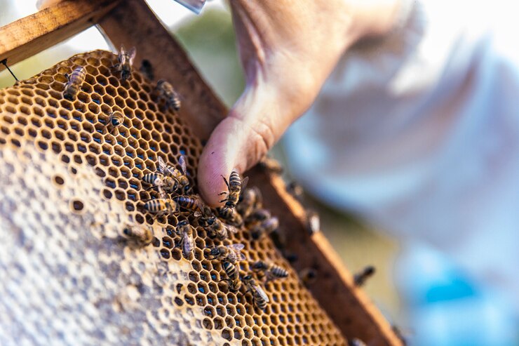 equipamentos para apicultura

